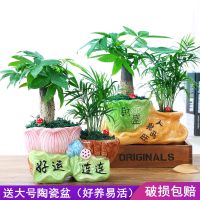 发财树盆景陶瓷花盆客厅办公室绿植净化空气常青盆栽生日礼物花卉