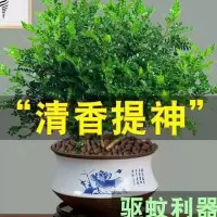 驱蚊驱虫清香木盆栽花卉提神室内绿植四季常青胡椒木净化空气