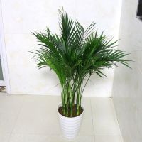 散尾葵凤尾竹盆栽袖珍椰子绿植吸甲醛净空气 45-50厘米8-10颗 不含盆