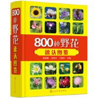 800种野花速认图鉴 9787122319579 正版 杨辉霞岳桂华于爱华 主编 化学工业出版社