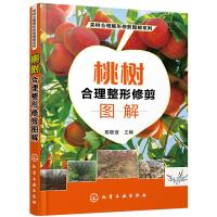 果树合理整形修剪图解系列--桃树合理整形修剪图解 9787122329493 正版 陈敬谊 主编 化学工业出版社