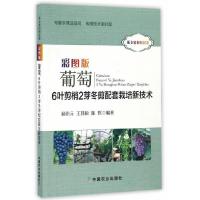 彩图版葡萄6叶剪梢2芽冬剪配套栽培新技术 9787109223561 正版 杨治元,王其松,陈哲 编 中国农业出版社