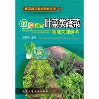 图说棚室叶菜类蔬菜 9787122242624 正版 王丽丽 主编 化学工业出版社