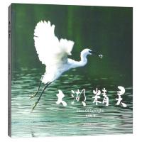 大湖精灵 9787517906735 正版 鲁增敬