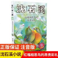 红嘴相思鸟的昂贵彩礼 动物小说大王沈石溪 动物品藏书系单本 小学生一二三年级课外阅读书籍 注音读本 经典儿童文学故事