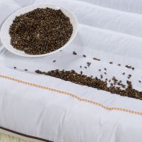 决明子枕头芯单人枕芯一对装荞麦薰衣草茉莉花学生枕护颈椎枕