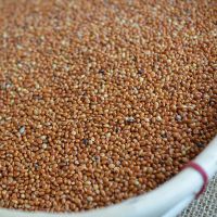 谷壳 谷秕 谷秕子 秕谷 瘪谷子谷康 小米壳黍子荞麦皮 荞麦壳枕头