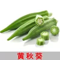 秋葵红秋葵种子高产水果秋葵种籽四季播农家春播蔬菜种蔬菜种子 黄秋葵种子300粒【送化肥】