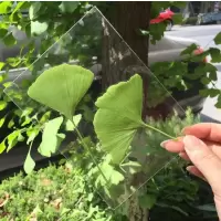 冷膜封塑纸树叶标本塑封膜过塑膜自粘a4过胶膜照片冷裱膜a3包装|A6光面50张(做25张透明标本-340