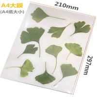 冷膜封塑纸树叶标本塑封膜过塑膜自粘a4过胶膜照片冷裱膜a3包装|A4光面膜20张（A4纸大小）-W83