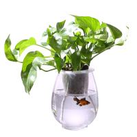 花瓶水养绿萝创意个性容器定植蓝水培植物玻璃瓶桌面小型迷你鱼缸