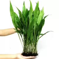 丹景懒人麦细叶铁皇冠粗叶中后水鹿角铁带底座水大号