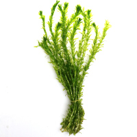 鱼缸造景后景真水蜈蚣缸装饰金鱼藻类植物懒人新手有茎类