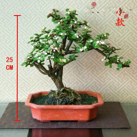 古达金枝玉叶盆景老桩花卉盆栽室内造型阳台观花绿植雅乐之舞多肉植物 小款金枝玉叶 随机货 含盆