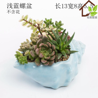 古达多肉花盆器创意中大号口径多肉植物小号拇指花盆陶瓷 浅蓝胖鱼盆 中等 浅蓝螺盆