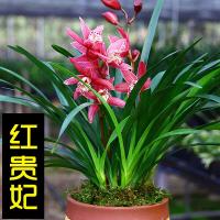 古达浓香型矮种[红贵妃]兰花苗盆栽室内花卉四季兰建兰绿植好养 红贵妃5苗 不含盆
