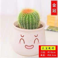 古达仙人掌盆栽办公桌植物室内开花多肉绿植植物万重山仙人球 可爱米色盆+金冠软刺仙人球 含盆