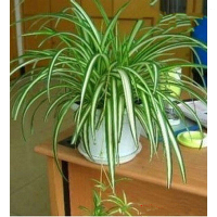 古达金边吊兰金心吊兰吊篮盆栽水培植物花卉新房净化空气吸绿植防