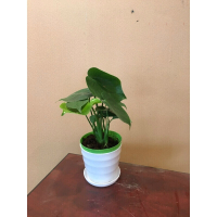 古达龟背竹植物大盆栽摆件卧室室内客厅仙洞龟水培绿植