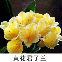 古达精品圆头和尚君子兰苗盆栽绿植5年大苗室内办公桌面好养植物花卉花圆头(10-12片叶子) 不含盆