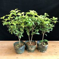 古达桂花树苗盆栽流苏嫁接日香桂月月桂天香台阁佛顶珠盆景四季桂开花抖音 四季桂3年苗[当年开花] 不含盆
