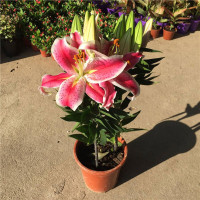 古达百合花盆栽带花苞花卉观花植物室内花香水百合室内好养绿植盆栽 香水百合(原盆原土) 带盆栽好