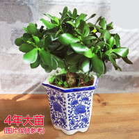 古达 玉树盆栽 室内大型老桩大叶多肉植物 客厅阳台办公室桌面肉肉绿植 玉树4年苗[生根粉1包+大肥王1