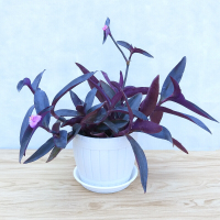 古达紫罗兰紫竹梅紫叶吊兰 阳台室内办公桌面创意真花水培盆栽绿植 紫竹梅一盆5-7棵带土货 不含盆