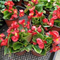 古达四季海棠花苗 秋海棠盆栽 玻璃海棠花苗带花货 花期久 绿叶红花小盆 不含盆