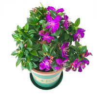 古达阳台庭院花卉紫色花巴西野牡丹花苗盆栽四季开花木本植物 巴西野牡丹1加仑