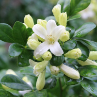 古达九里香盆栽 植物花卉室内浓香九里香小盆景 老桩树苗庭院阳台绿植 九里香3年苗 不含盆