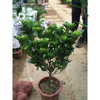 古达绿化栀子花大苗小叶大叶枝子花树苗庭院阳台室内盆栽植物盆景 栀子花4年苗 不含盆