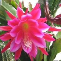 古达花卉室内绿植仙人多肉植物粉色令箭荷花苗盆栽 叶片插苗 带根货 令箭荷花小苗10cm(玫红) 不含盆