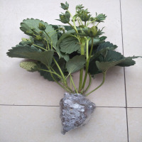 古达四季结果牛奶莓苗带土食用室内盆栽南方阳台大棚种植带花 1株带花带果带原土球发货(红颜) 30cm(含)-40cm(不