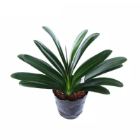 古达君子兰圆头短叶精品盆栽老苗当年开花长叶和尚彩兰花卉绿 国兰8-10片叶+黑色袋盆 不含盆