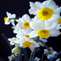 古达水仙花种球盆栽秋冬花卉观花植物室内花水养四季水培花卉花种子 1号种球1个 20-22cm