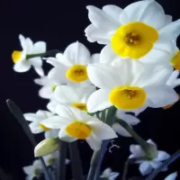 古达水仙花种球盆栽秋冬花卉观花植物室内花水养四季水培花卉花种子 1号种球1个 20-22cm