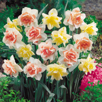 古达水仙花种球盆栽秋冬花卉观花植物室内花水养四季水培花卉花种子 3号种球1个 20-22cm