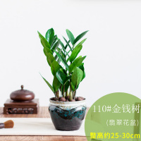 古达金钱树盆栽植物室内花卉小盆景客厅办公室好养绿植四季常青 翡翠花盆[金钱树] 带盆栽好