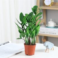 古达金钱树盆栽植物室内好养花卉客厅四季办公室大绿植盆景 优质金钱树15-20cm5-8棵(原土盆) 不含盆