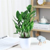 古达金钱树盆栽植物室内好养花卉客厅四季办公室大绿植盆景 金钱树25-30cm（自吸盆） 含盆