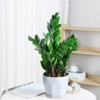 古达金钱树盆栽植物室内好养花卉客厅四季办公室大绿植盆景 金钱树35-40cm(白菱形陶瓷) 含盆