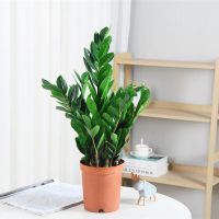 古达金钱树盆栽植物室内好养花卉客厅四季办公室大绿植盆景 金钱树40-50cm(原土盆) 不含盆