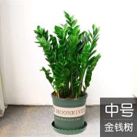 古达金钱树盆栽植物室内好养花卉客厅四季办公室大绿植盆景 金钱树60-70cm（2加仑） 不含盆