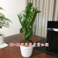 古达金钱树室内客厅大绿植盆栽盆景花卉观叶植物 25-30cm高5-6棵整盆发货 带盆栽好