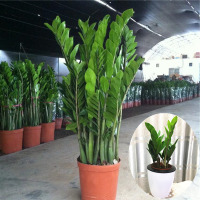 古达金钱树室内客厅大绿植盆栽盆景花卉观叶植物 60-70cm高6-7根整盆发货 带盆栽好