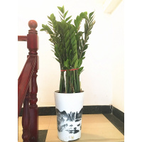 古达金钱树室内客厅大绿植盆栽盆景花卉观叶植物 90-100厘米高山流水花盆栽好 带盆栽好