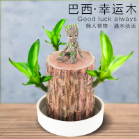 古达 巴西木幸运木水养植物小盆栽办公室内桌面格鲁特四季树桩水培绿植