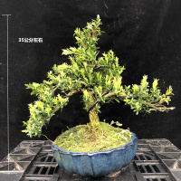 古达盆景树桩 榆树盆栽庭院绿植办公室杨造型松树微型景观 雀舌黄杨中号 含盆