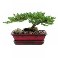 古达迎客松盆景造型盆栽 罗汉松盆栽 迎客松苗绿植花卉 松[3年苗+盆土+肥]30厘米左右 不含盆